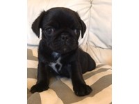 black pugs for sale